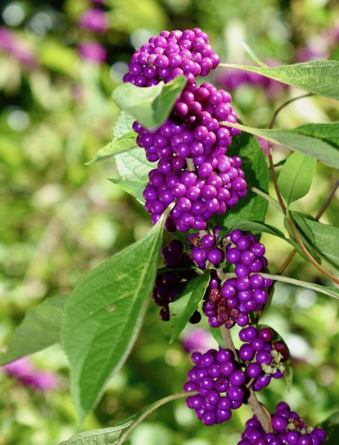 CAllicarpa Americana Berries Cathy Dewit CC-BY 4.0