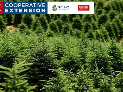 A Christmas Tree Farm in Western North Carolina