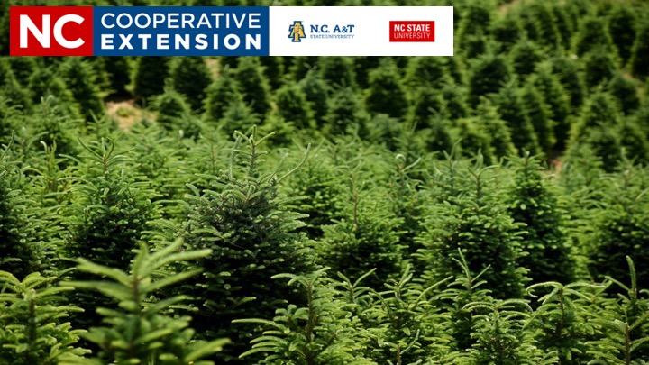 A Christmas Tree Farm in Western North Carolina