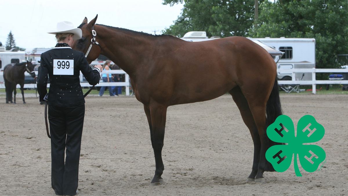 Woman with horse in an arena