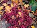 Fall Leaves