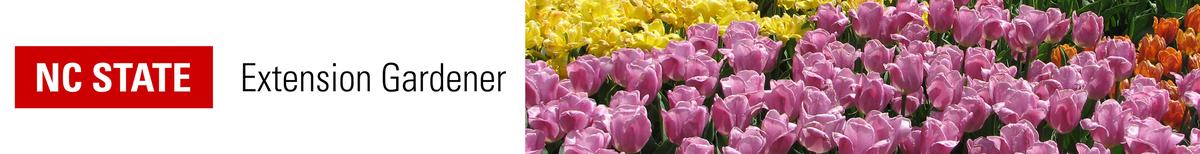 NC STATE Extension Gardener logo left with rows of pink, yellow, orange tulips