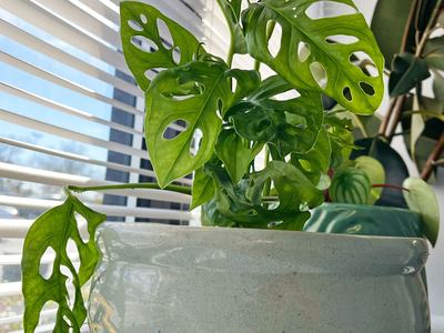 Houseplant in window