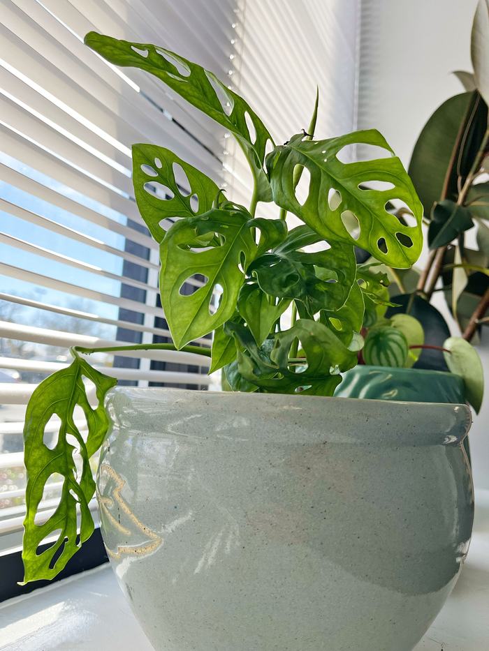 Houseplant in window