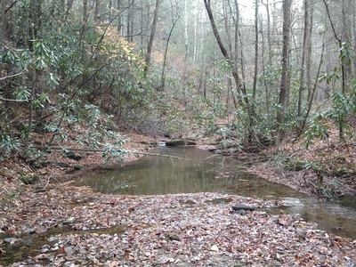 When you walk through the woods, it's easy to see the forest for the trees when you don't know which trees are which. Join me for an afternoon workshop as I help you put a name to a face of those trees you so often see as you stroll through the woods. The