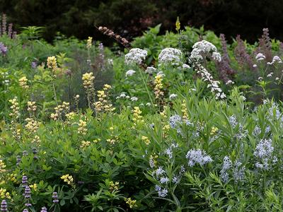 Garden with yellow vertical flower spikes and clusters of white blooms