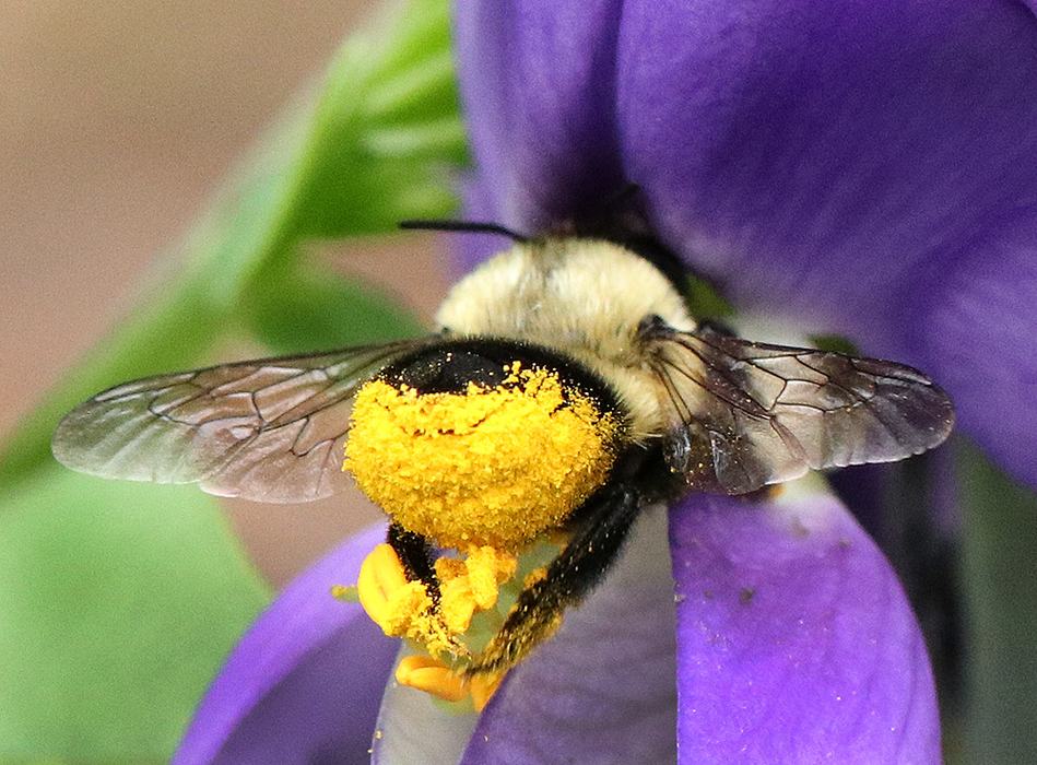 Leafcutter bee on wild indigo. 