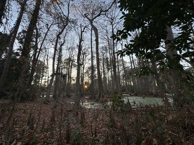 As the sun sets on the swamp in Beaufort County. The Bald Cypress in the middle of this picture is home to a wood duck family every winter! - Gene Fox