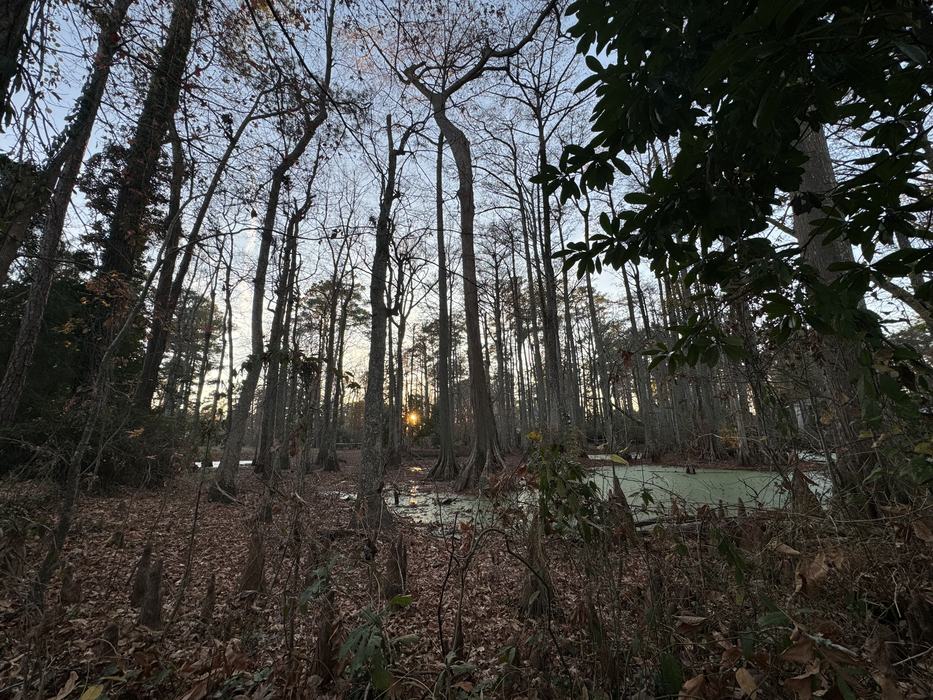 As the sun sets on the swamp in Beaufort County, the Bald Cypress in the middle of this picture is home to a wood duck family every winter! - Gene Fox