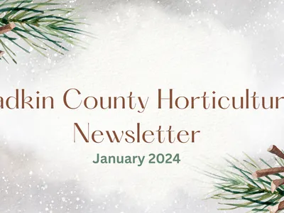 newsletter image