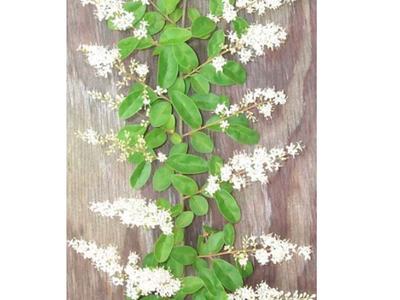 Trailing vine with green oval leaves and white flower clusters on wooden plank. © J.S. Peterson