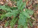 Green fern fronds with water droplets on forest floor among dead leaves