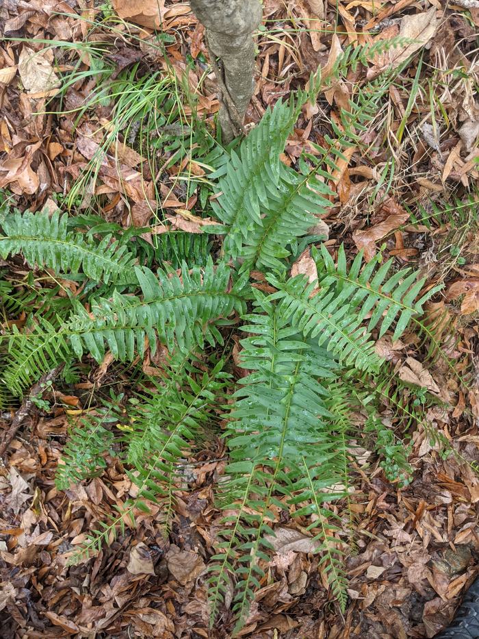 Green fern fronds with water droplets on forest floor among dead leaves