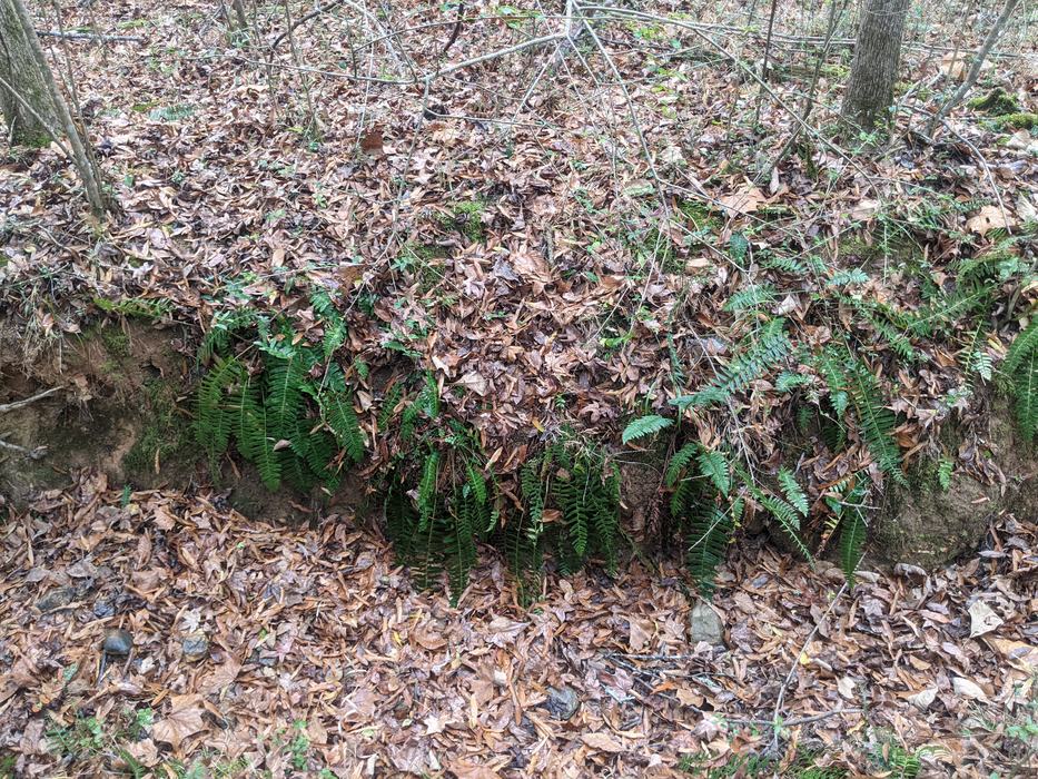 Green ferns growing from a leaf-covered earthen bank in a forest