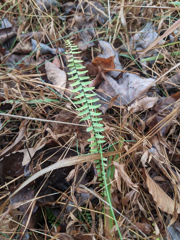 Single young fern frond with alternating pinnules among dry leaves and dead grass