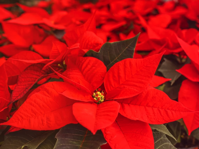 poinsettia