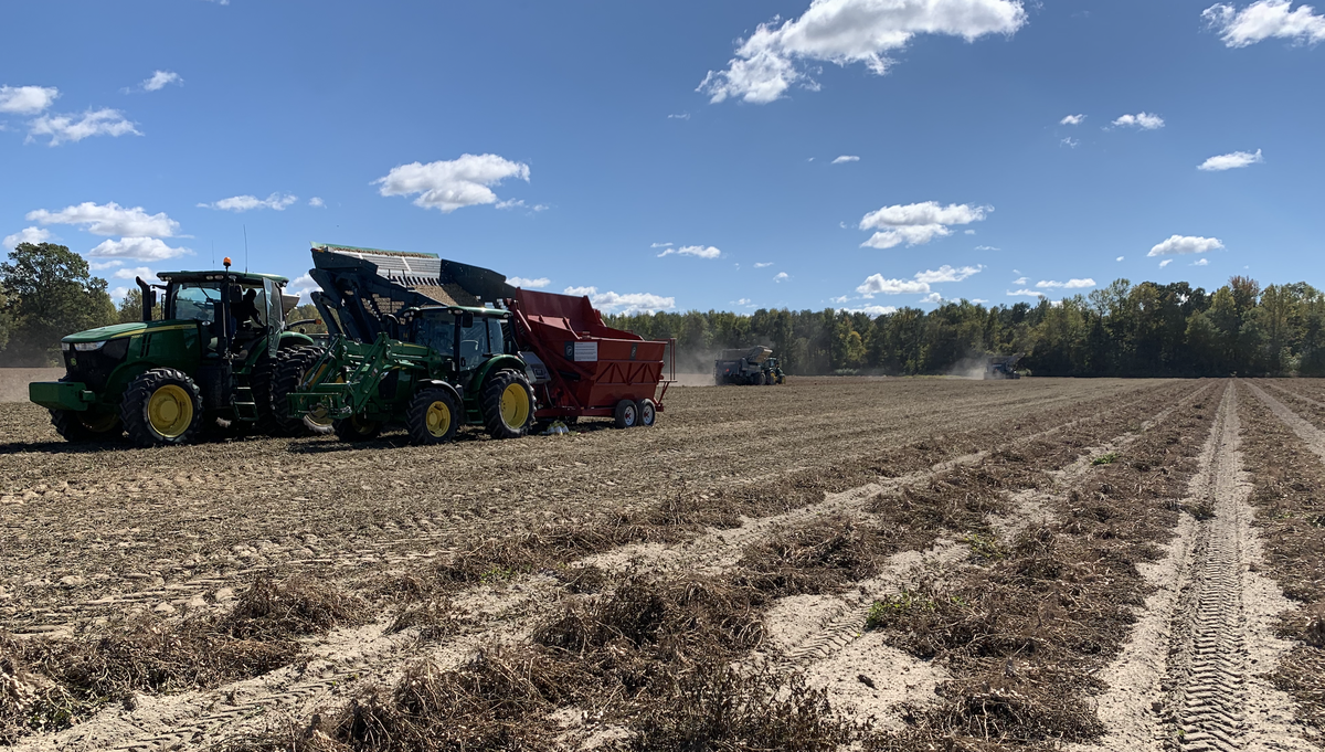 in-furrow peanut