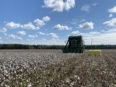 cotton harvest