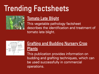 Screenshot of Trending Factsheets list including Tomato Late Blight and Grafting and Budding Nursery Crop Plants