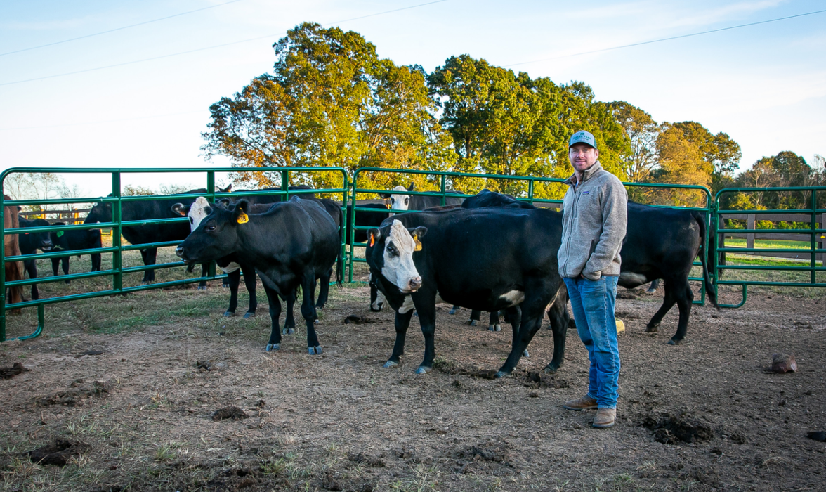 Man standing with herd of cows