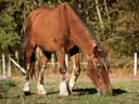 Brown horse grazing in a grassy field near a white fence and trees