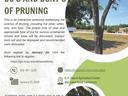 The Do’s and Dont’s of Pruning
