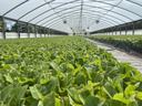 Rows of young green plants growing inside a long arched greenhouse