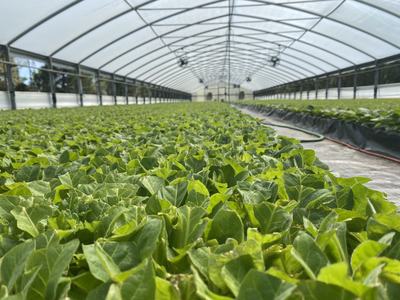 Rows of young green plants growing inside a long arched greenhouse