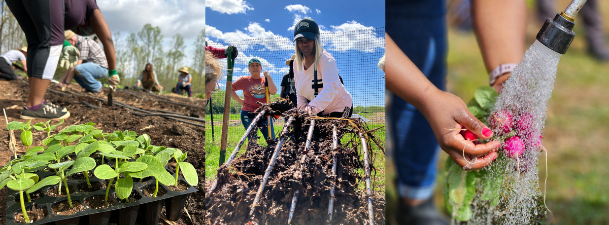 Urban Farm School Students planting cucumbers, turning compost and washing radishes