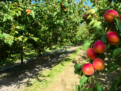 Branch of ripe apricots in orchard row with grassy path