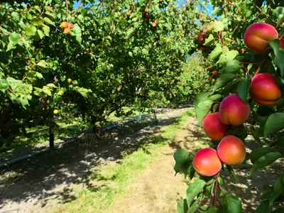Branch of ripe apricots in orchard row with grassy path