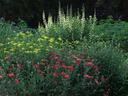 Wildflower garden with clusters of red and yellow blooms and tall pale-green flower spikes