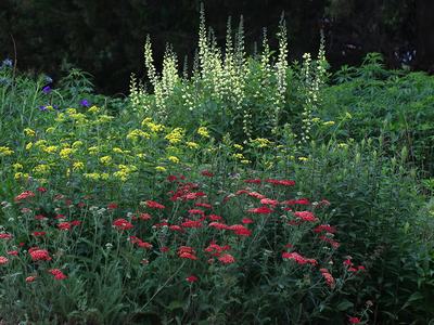 Wildflower garden with clusters of red and yellow blooms and tall pale-green flower spikes