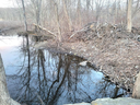 beaver dam