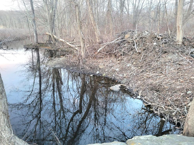 beaver dam