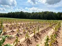 Wilting seedlings planted in dry sandy rows, tree line in background under cloudy sky