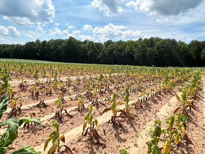Wilting seedlings planted in dry sandy rows, tree line in background under cloudy sky