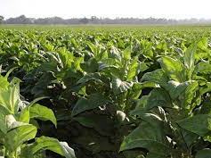 Field of young tobacco plants arranged in rows under a clear sky