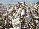 Cotton plants with open white bolls in a field under a blue sky