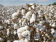 Cotton plants with open white bolls in a field under a blue sky