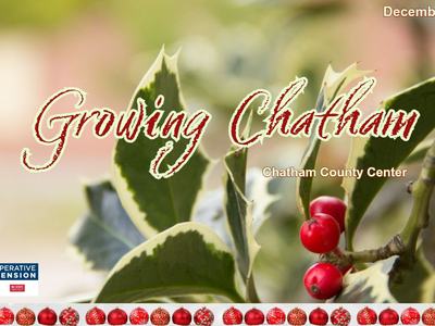 Variegated holly leaves with red berries; text: "Growing Chatham", "Chatham County Center", "December 2023"