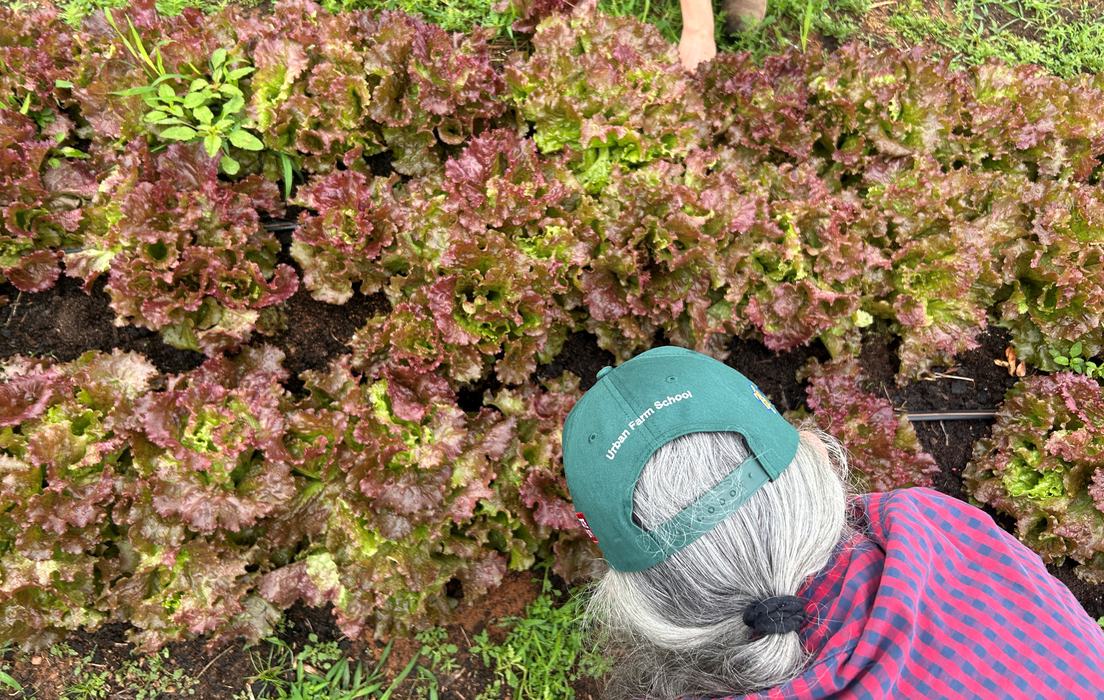 Person wearing "Urban Farm School" cap tending rows of red-green lettuce