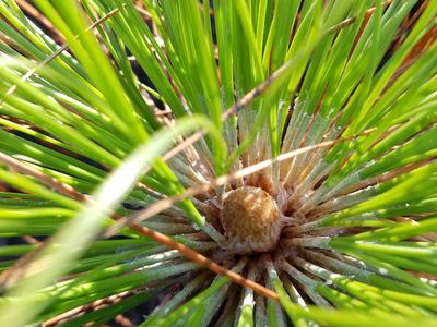 Pine bud - Photo by Amanda Wilkins