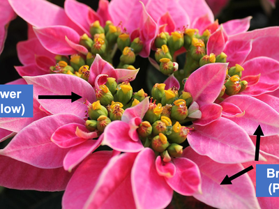 Pink poinsettia indicating the part of the plant that is the flower and the bracts