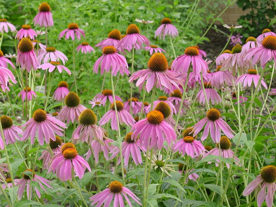 a group of blooming echinacea flowers (purple flowers with orange centerss)