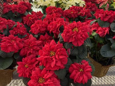 Red poinsettia plants on greenhouse bench, white poinsettias visible behind