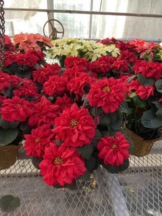 A new cultivar of Euphorbia pulcherrima from 2023. Grown at Van Wingerden greenhouses. This is considered a double bloom.
