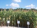 corn trial pic