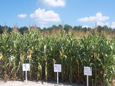 corn trial pic