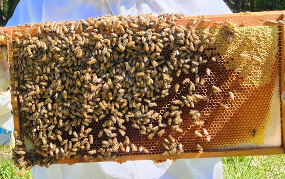Frame of bees